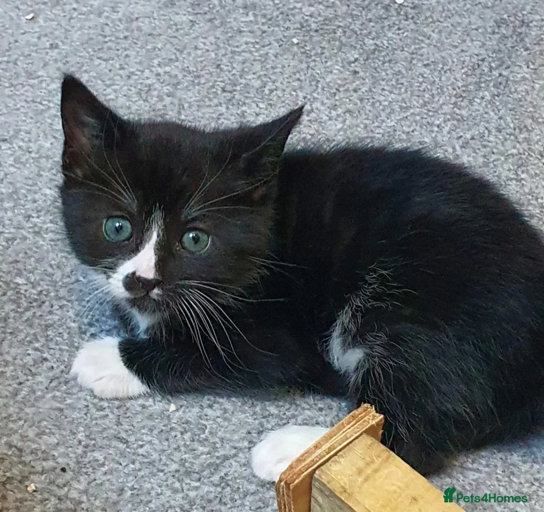 Mixed Breed cats for sale: 3 mixed breed tuxedo kittens ready to leave - Advert 14