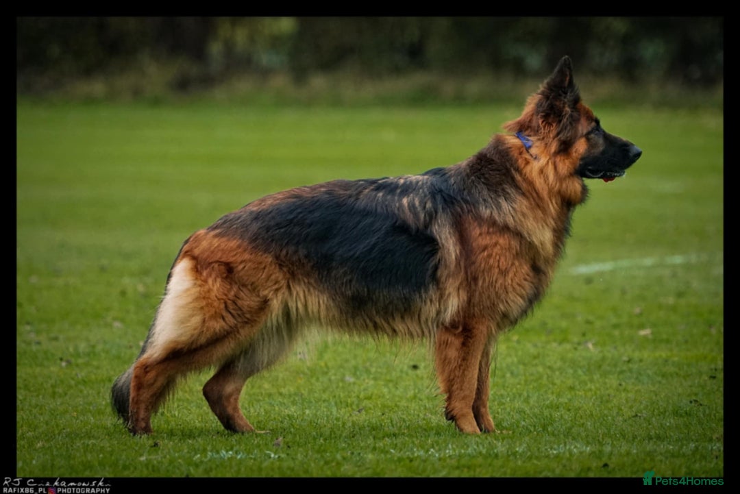 German Shepherd dogs for sale: German Shepherd Puppies - Image 3