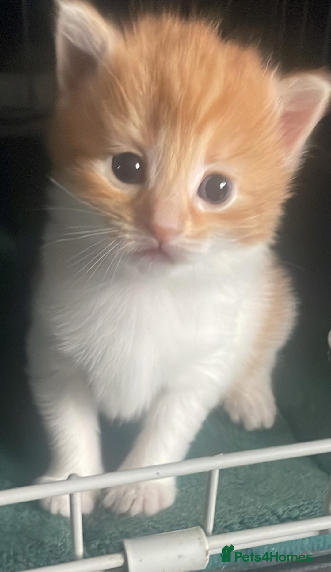 Mixed Breed cats for sale: Ginger and white girl kitten - Image 1