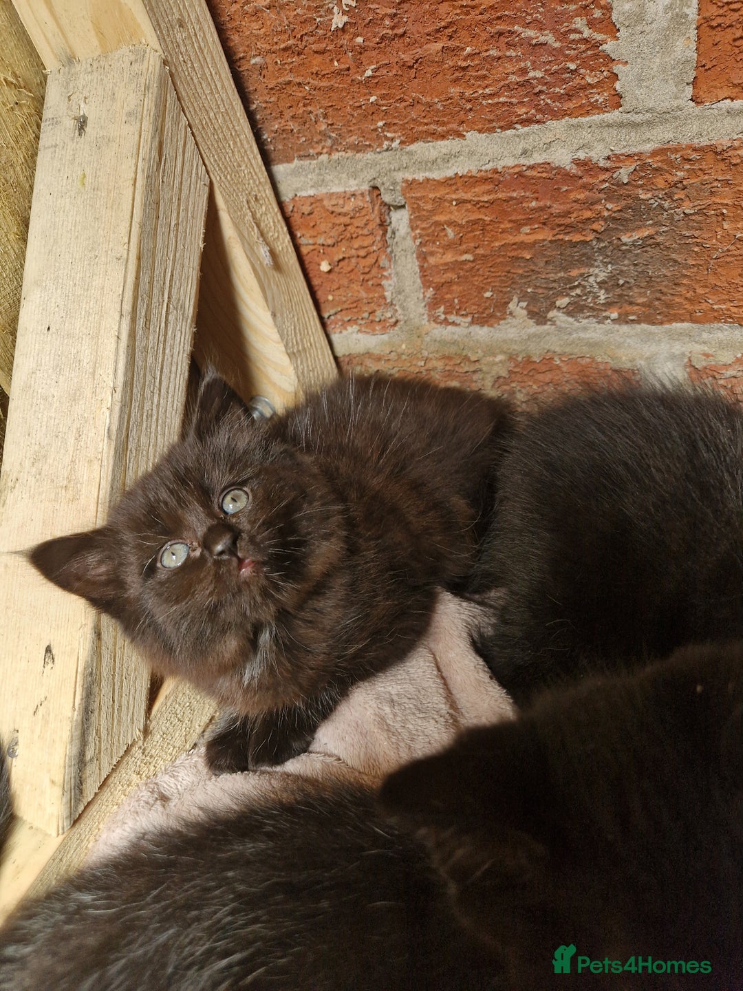 Mixed Breed cats for sale: Kittens for sale  - Image 2