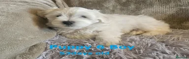 Maltese Puppy 6