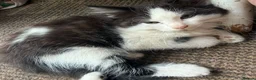 Mixed Breed cats for sale: 6 kittens for sale  - Advert 17