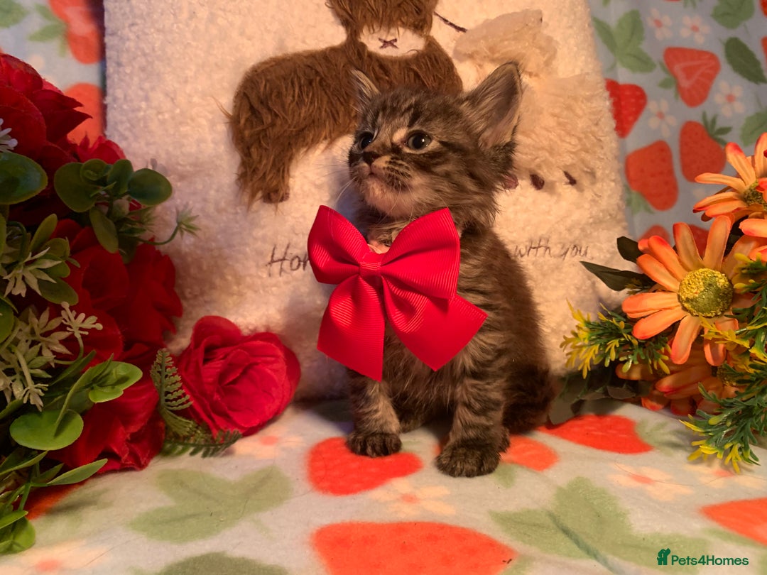 Norwegian Forest Cat cats for sale: BEAUTIFUL SIBERIAN CROSS WEGIE BABYS  - Advert 6