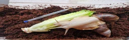 Snails invertebrates for sale: Albino Giant African Landsnails in Beverley - Advert 6
