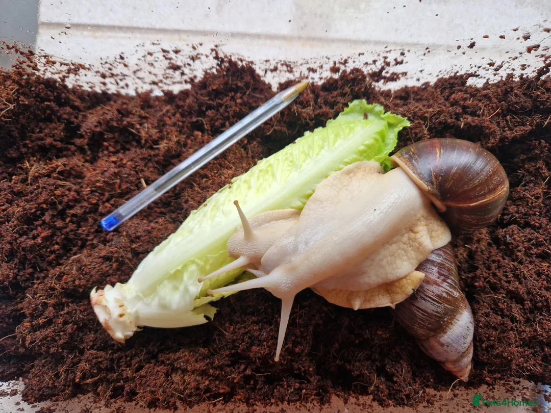 Snails invertebrates for sale: Albino Giant African Landsnails in Beverley - Advert 6