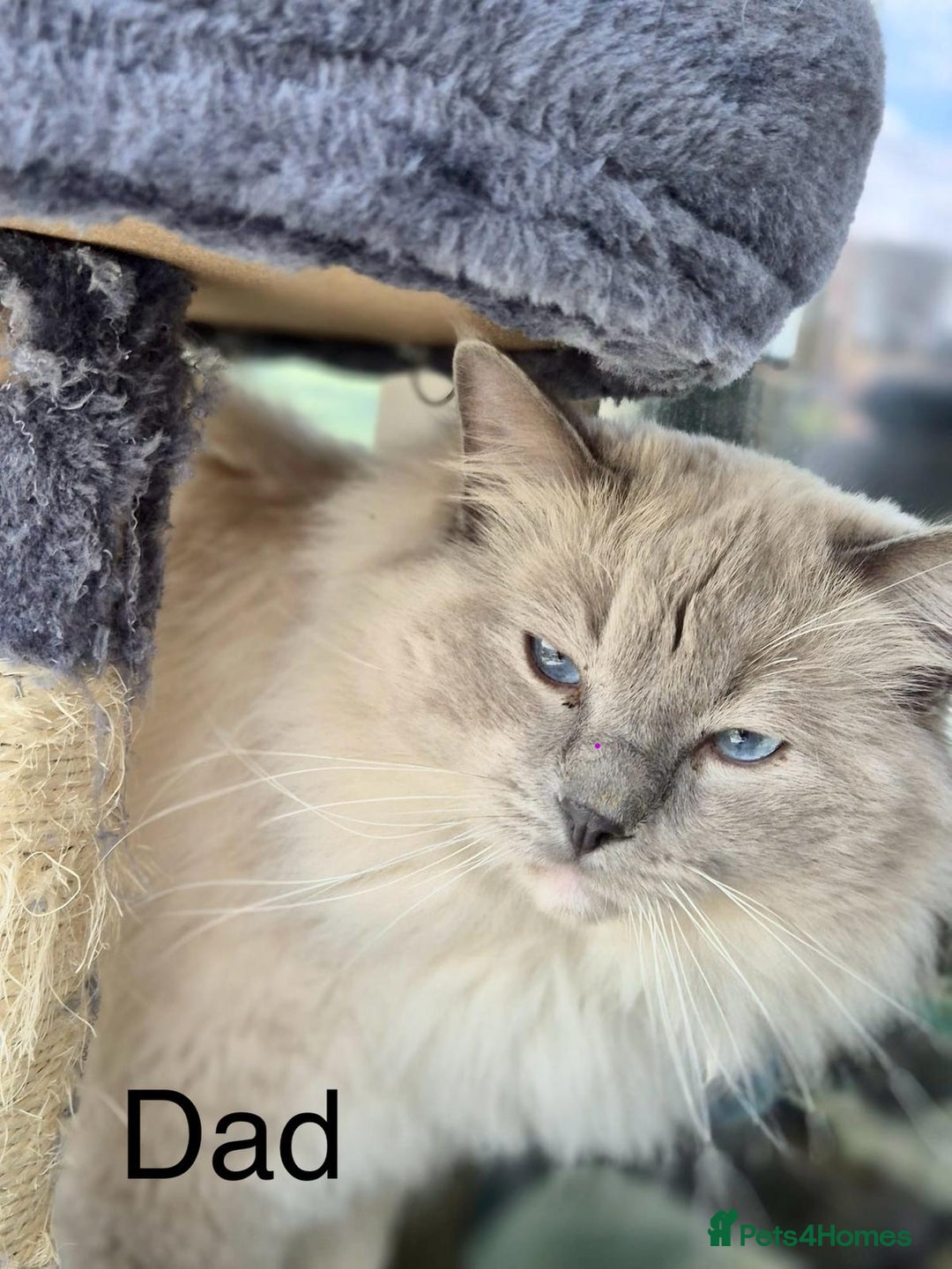 Ragdoll cats for sale: NEW LITTER AVAILABLE Ragdoll Kittens💙💕💙💕  - Advert 3