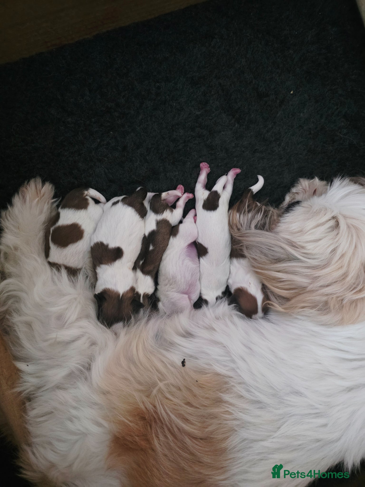 Shih Tzu dogs Beautiful imperial shih-tzu  - Advert 12