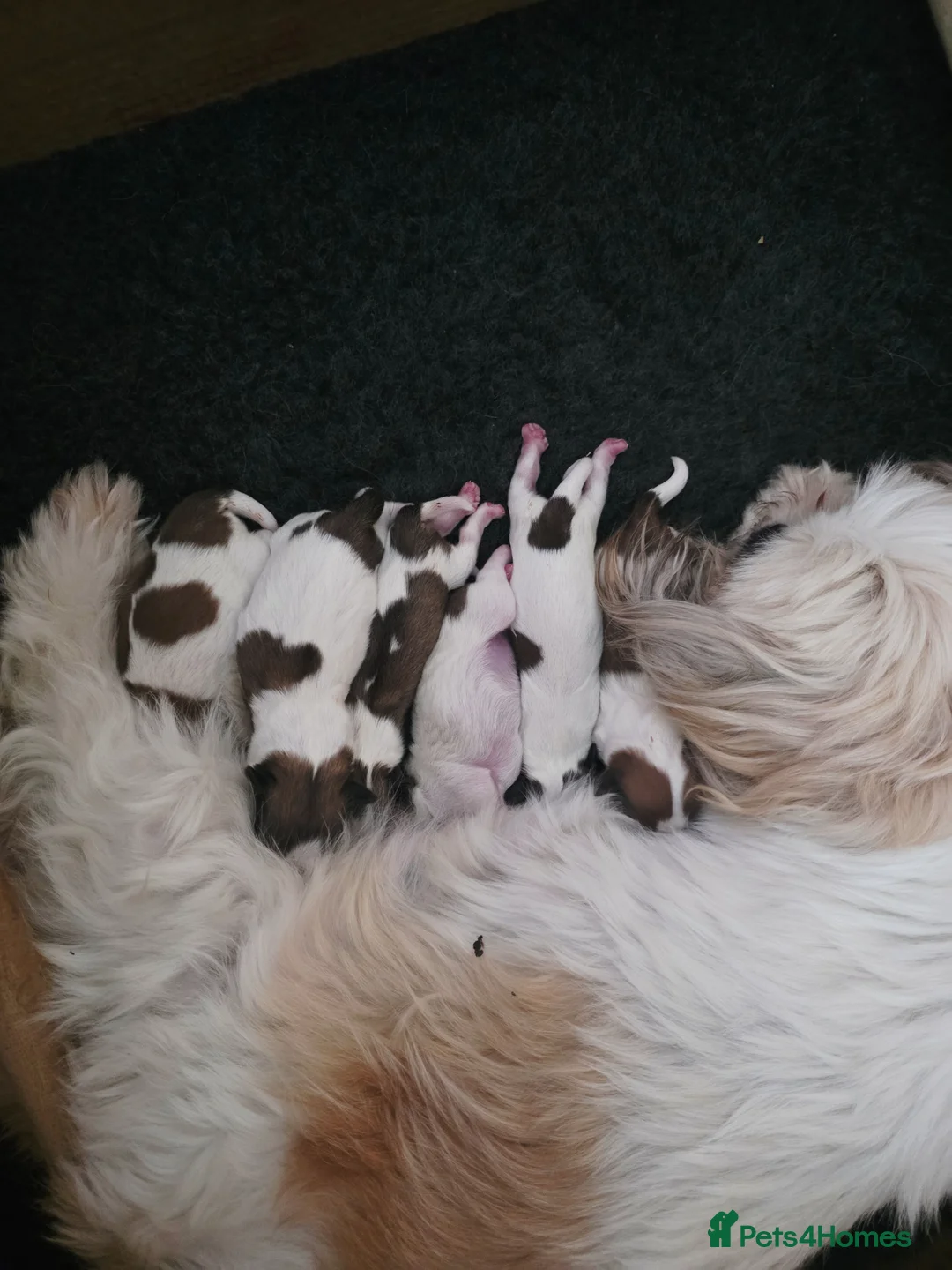 Shih Tzu dogs for sale: Beautiful imperial shih-tzu  in Worcester - Advert 1