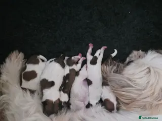 Shih Tzu dogs Beautiful imperial shih-tzu - Advert 6