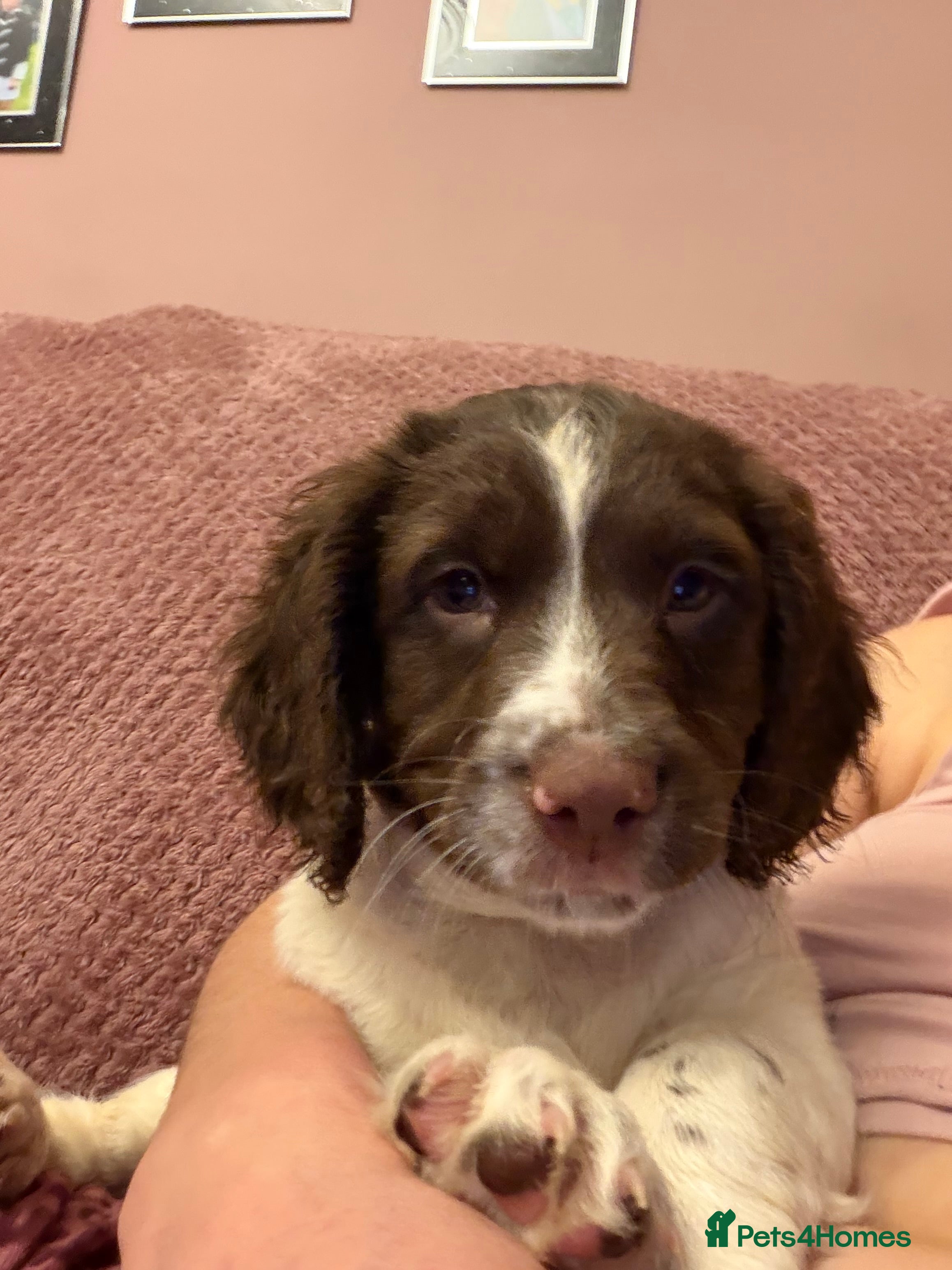 English Springer Spaniel dogs **Ready to leave** - Advert 2