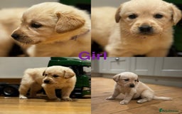 Goldador dogs for sale: Goldador puppies, Labrador x Golden Retiever  - Image 2