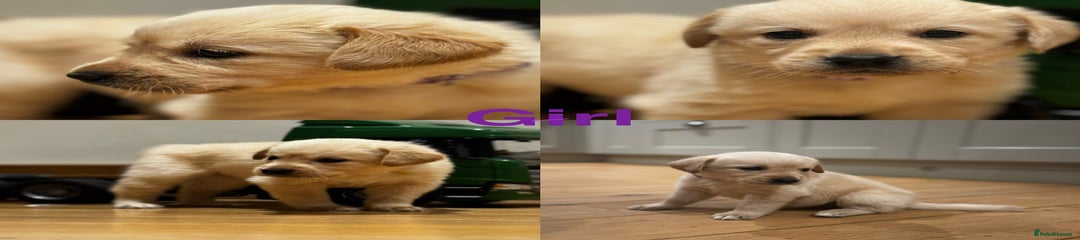 Goldador Puppy 1