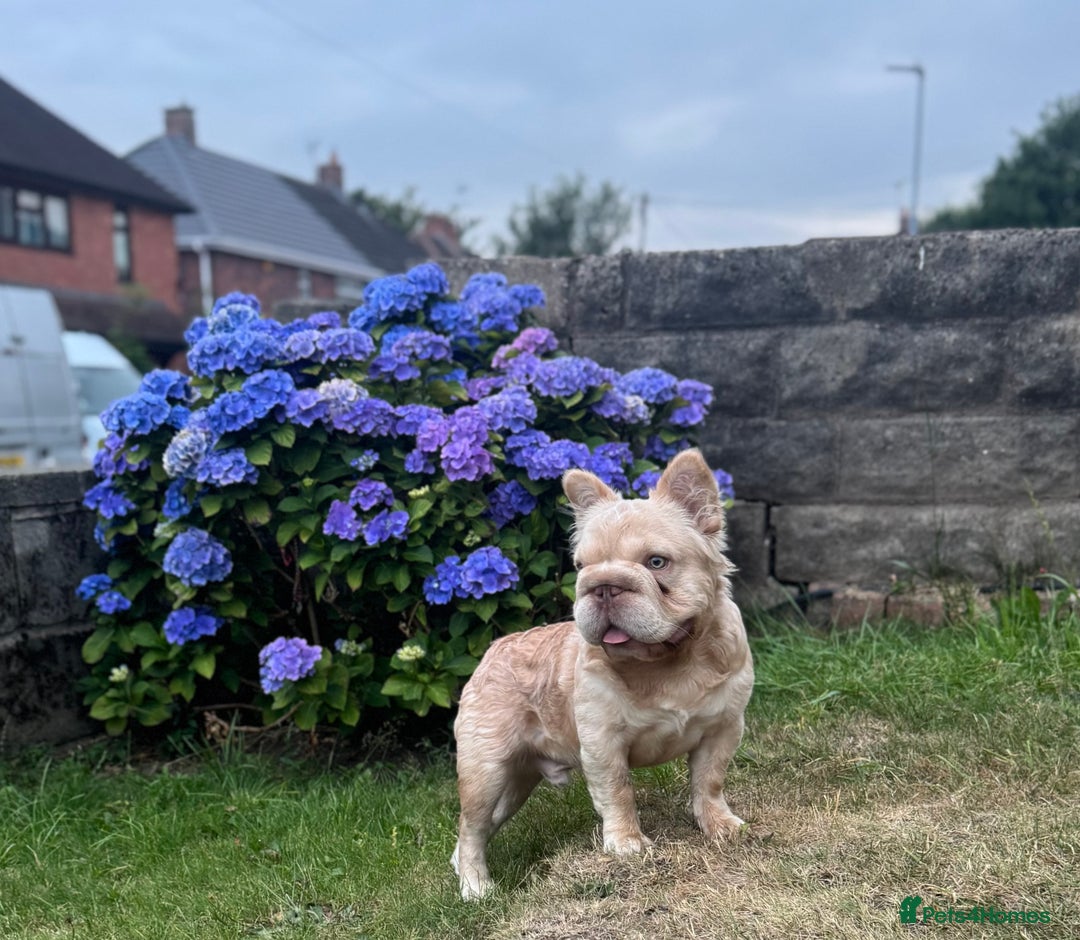 French Bulldog dogs for stud: Buch 🔥Exotic French Bulldog Stud - Image 2