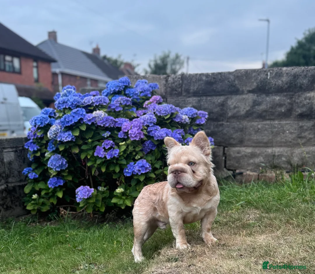 French Bulldog dogs for stud: Buch 🔥Exotic French Bulldog Stud - Advert 3