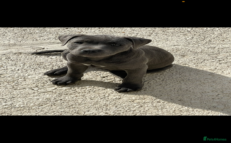 Staffordshire Bull Terrier dogs - Advert 3