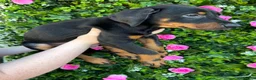 Dobermann dogs for sale: ❌ ready monday❌Health tested Dobermans not Kc reg  - Advert 12