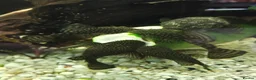 Plecos fish for sale: algae eaters - Advert 8
