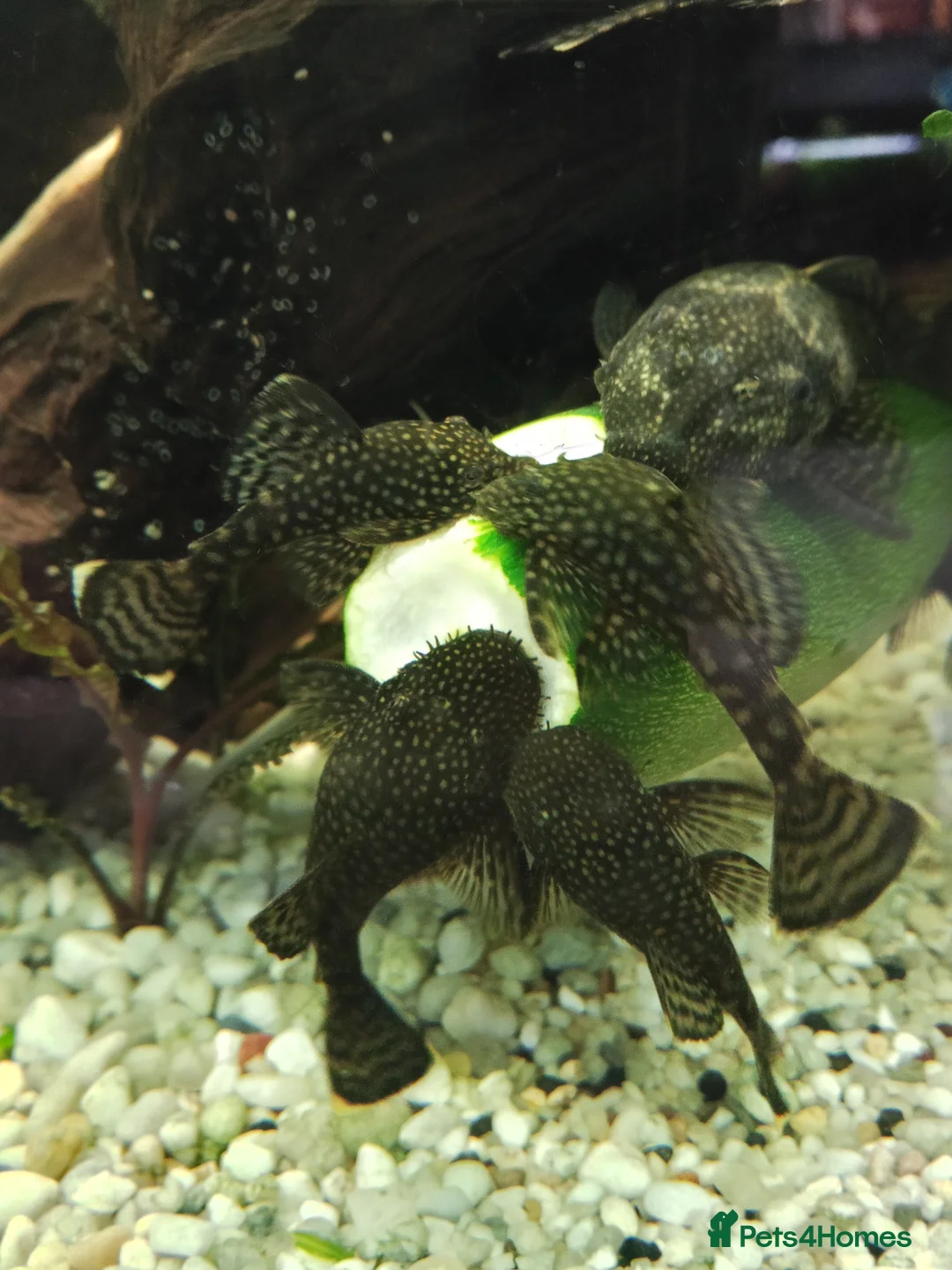 Plecos fish for sale: algae eaters - Advert 8