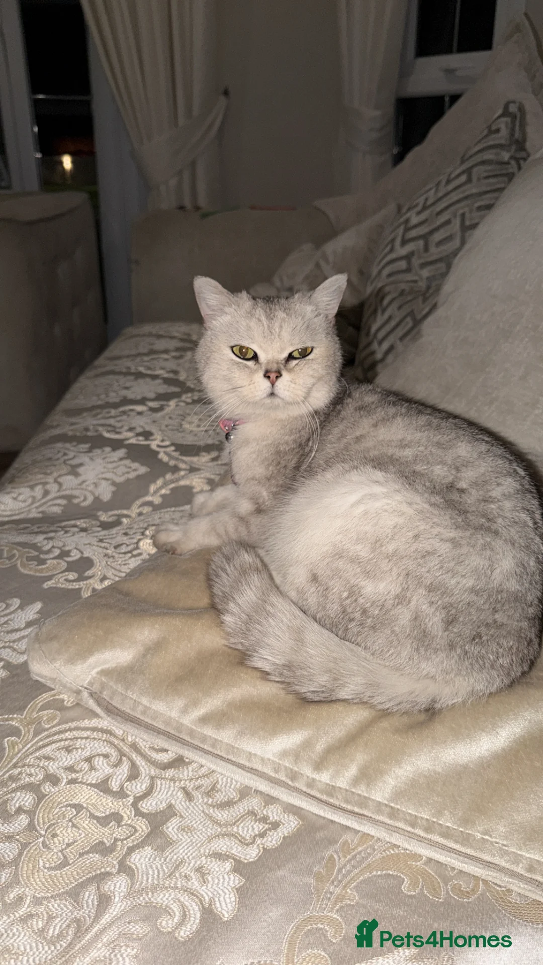 British Shorthair cats for sale: 2 pedigree silver British shorthair kittens  - Advert 2