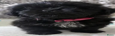 Shih Tzu 4