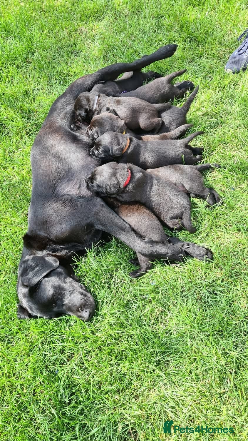 Labrador Retriever dogs 2 boys available  - Advert 2