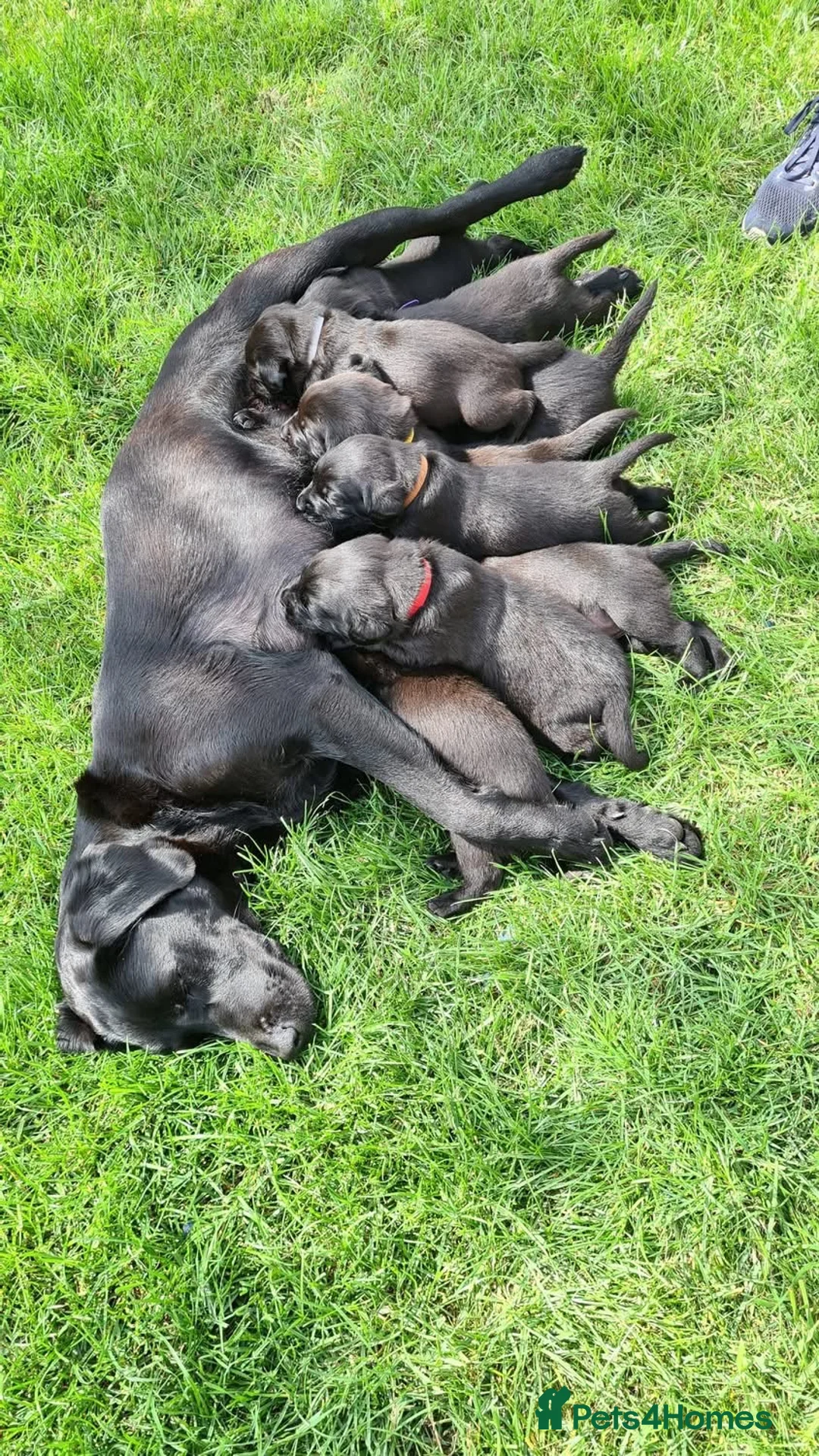 Labrador Retriever dogs for sale: 2 boys available  in Gloucester - Advert 2