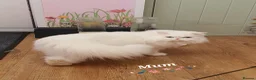 Persian cats for sale: 🎀 One girl left GCCF Persian Kitten 🎀 - Advert 6