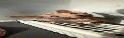 Sphynx cats for sale: Adorable Canadian Sphynx Kittens - Advert 4