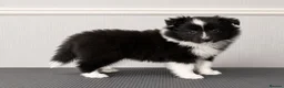 Shetland Sheepdog dogs for sale:  Last Available Boy – Unique Bi-Eyed Puppy💙🤎 - Advert 4