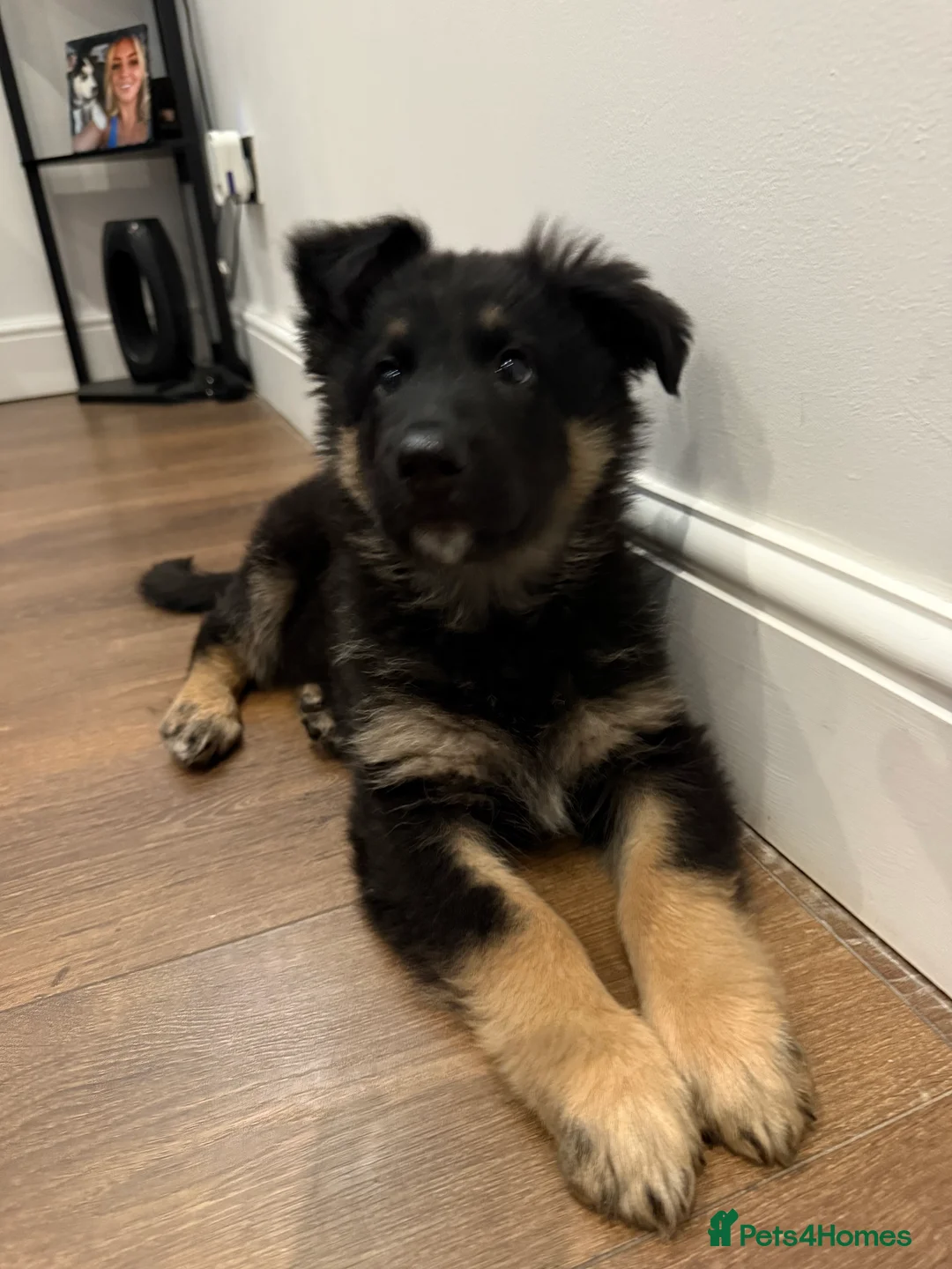 German Shepherd dogs for sale: 11 week old puppy  - Advert 2