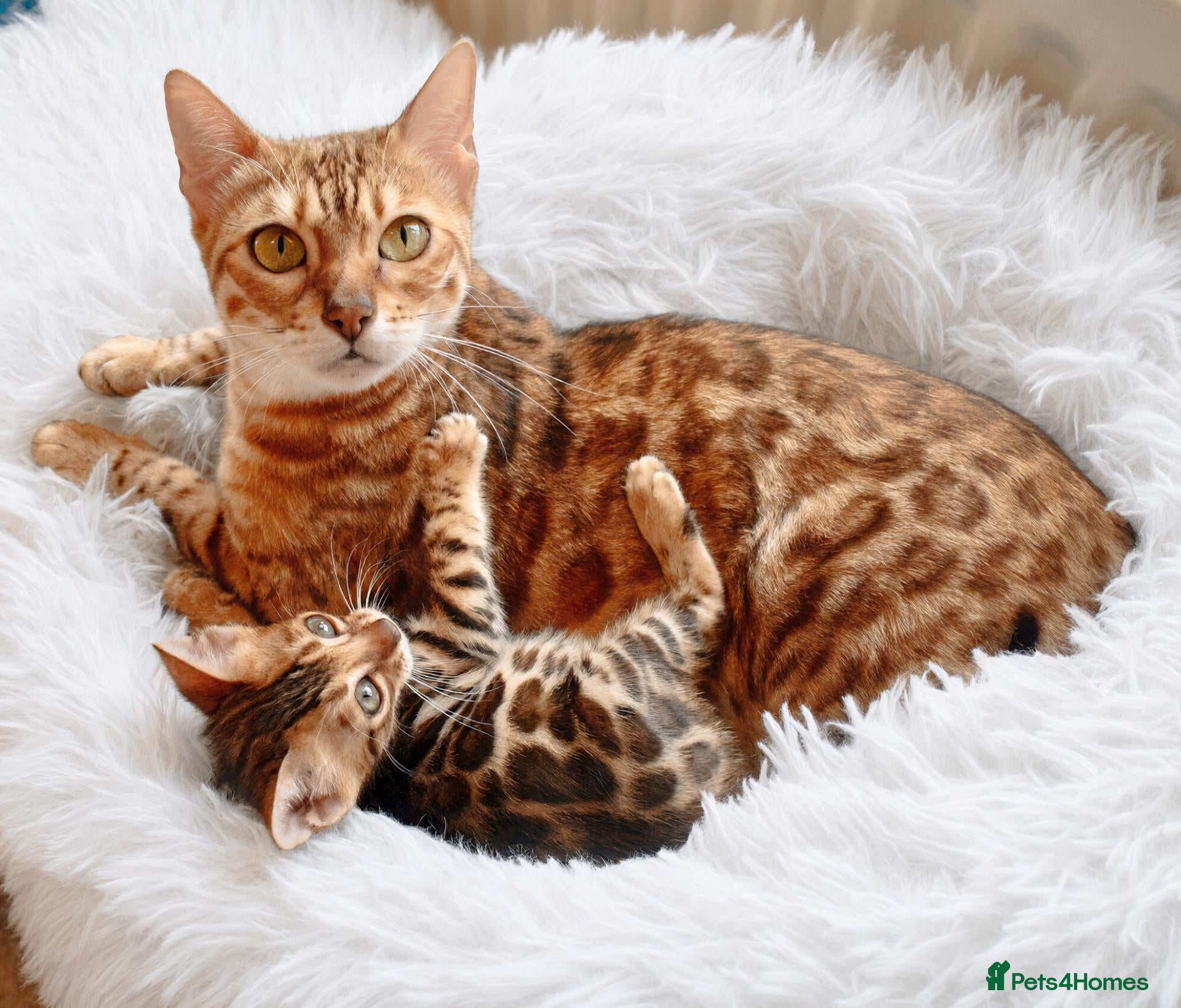 Bengal cats Beautiful Bengal kitten - Advert 2