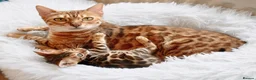 Bengal cats for sale: Beautiful Bengal kitten - Advert 2