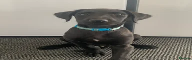 Male,Blue collar