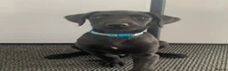 Lurcher dogs for sale: Deerhound/Alaunt  X  Poodle/Saluki puppies  - Advert 4