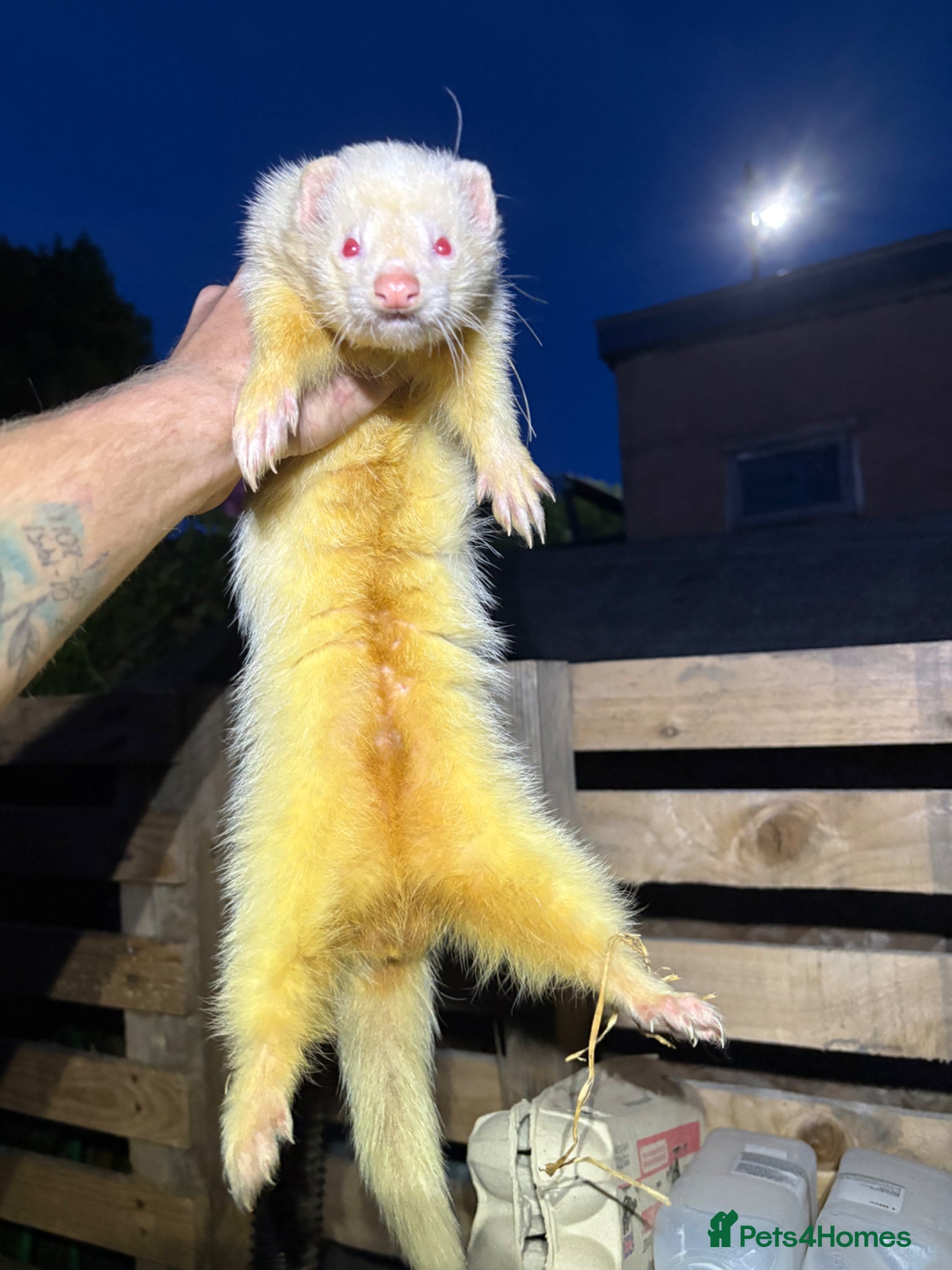 Ferret rodents Albino kits looking for new 🏡  - Advert 1
