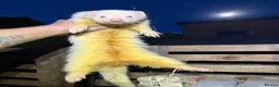 Ferret rodents for sale: Albino kits looking for new 🏡  in Sheffield - Advert 1