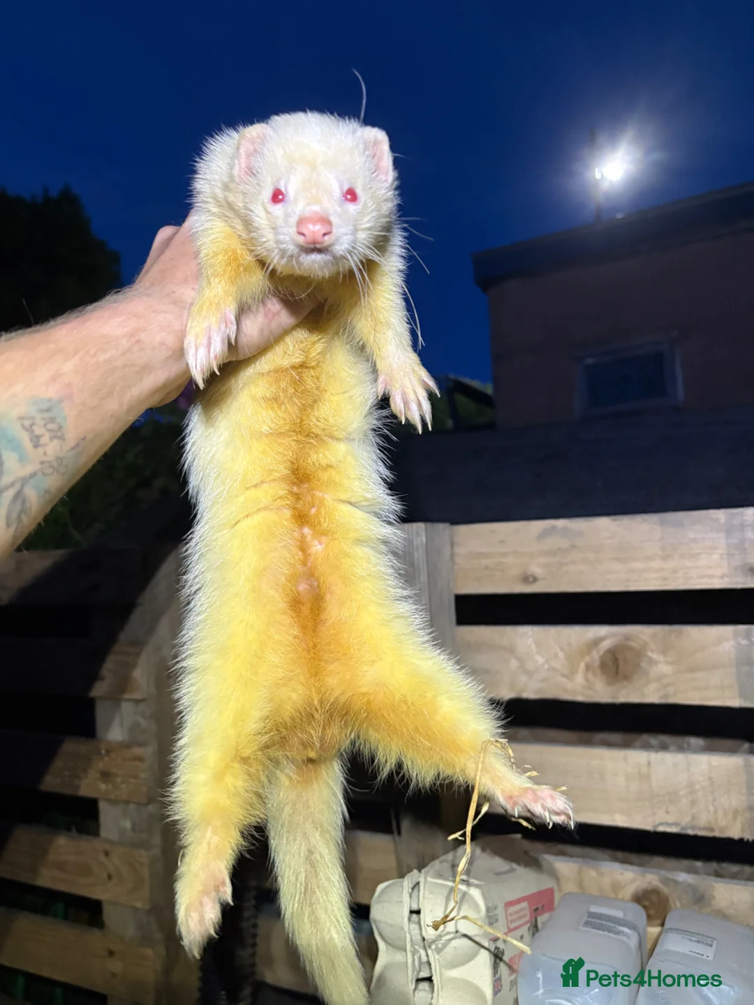 Ferret rodents for sale: Albino kits looking for new 🏡  in Sheffield - Advert 1