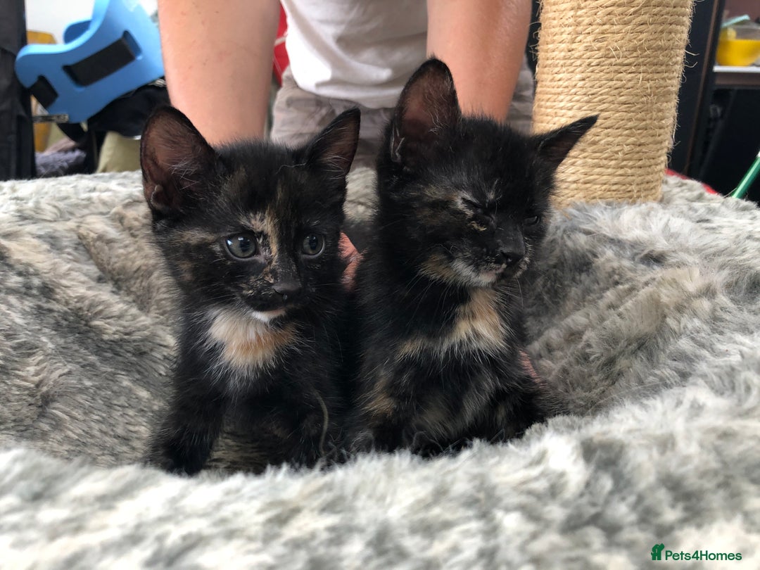 Domestic Shorthair cats for sale: LAST Gorgeous Tortoise Female Kitten! in Farnborough - Image 17