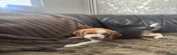 Beagle dogs for sale: Beautiful Beagles(ready now) - Advert 10