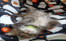 Mixed Breed cats for sale: Persian / Ragdoll boy - Image 4