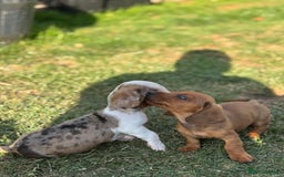Dachshund dogs for sale: Beautiful Miniature dachshund puppies  - Image 22