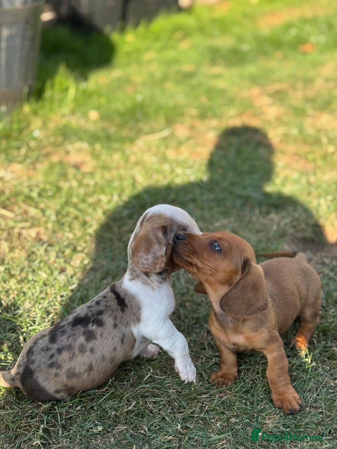 Dachshund dogs for sale: Beautiful Miniature dachshund puppies  - Image 22