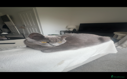 British Shorthair cats for sale: 🐾Adorable British shorthair kittens🐾 - Image 9