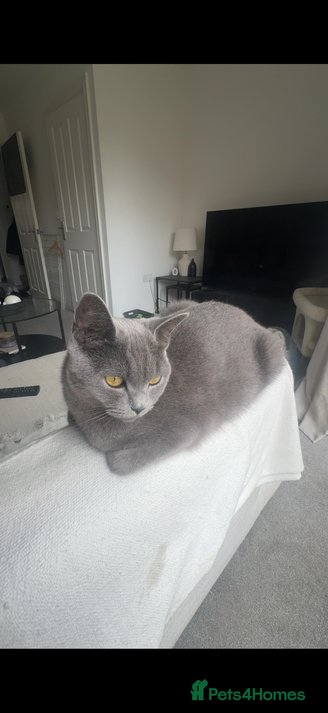 British Shorthair cats for sale: 🐾Adorable British shorthair kittens🐾 - Image 9