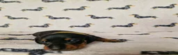 Miniature Dachshund dogs for sale: Beautiful home-reared Miniature Dachshund Puppies - Advert 16