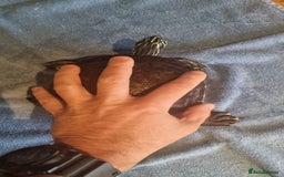 Terrapin reptiles for sale: 2 Terrapins Turtles 3 years adults - Image 5