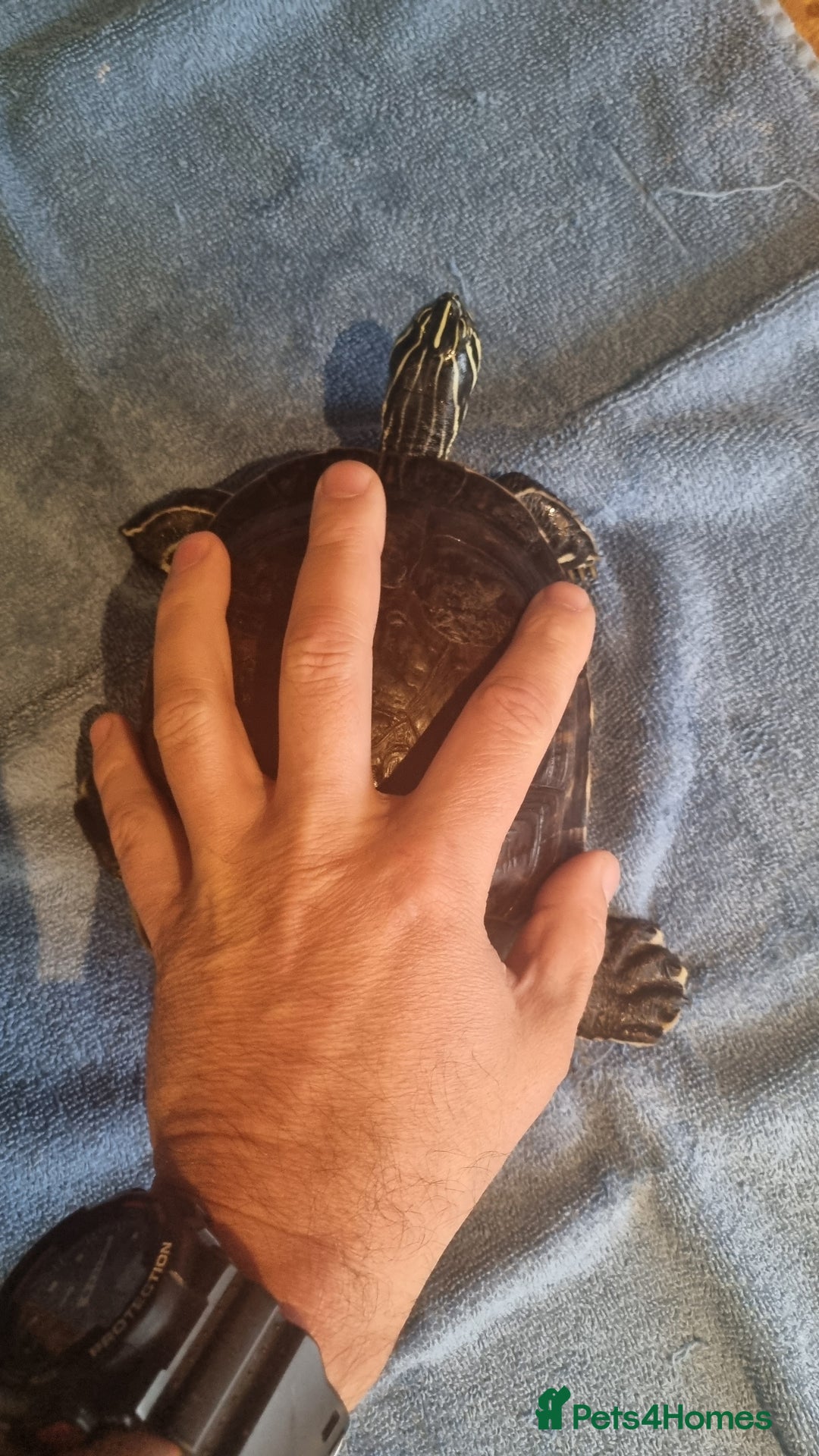 Terrapin reptiles for sale: 2 Terrapins Turtles 3 years adults - Image 5
