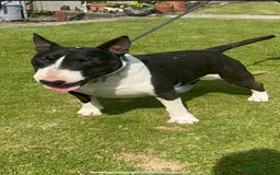 English Bull Terrier dogs for sale: Champion line puppy’s  - Image 5