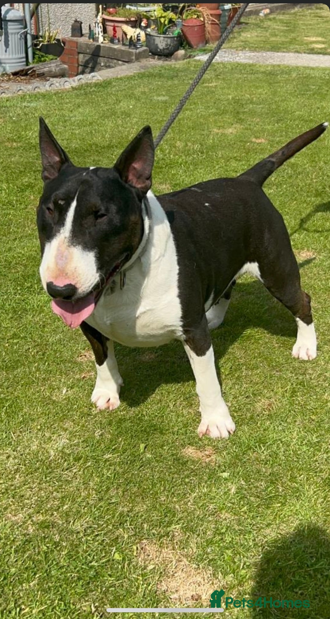 English Bull Terrier dogs for sale: Champion line puppy’s  - Image 5