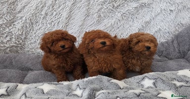 Toy Poodle dogs - Advert 7